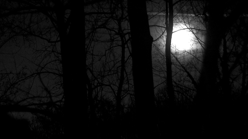 Illustration for article titled 27 Photos Of Barenaked Trees